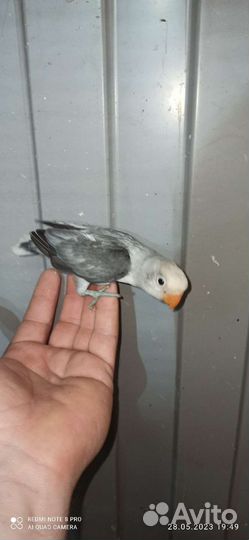 Неразлучники