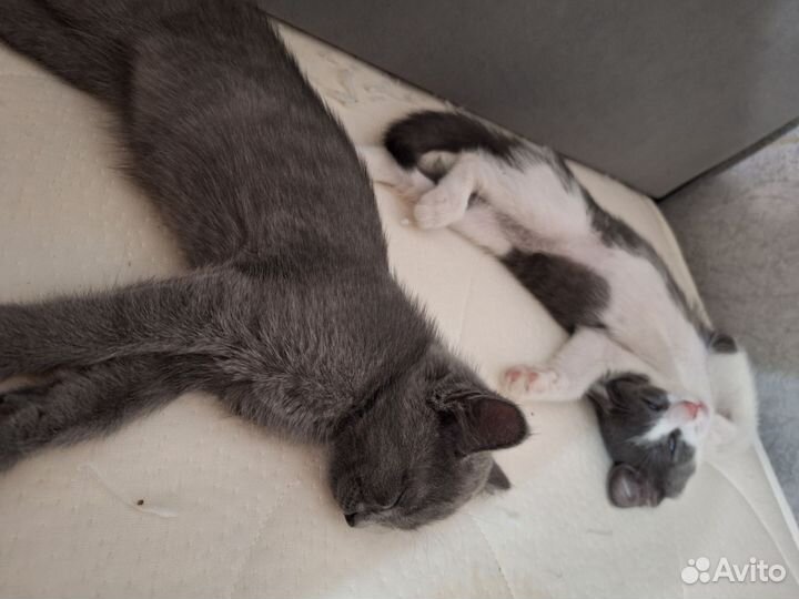 Ищу человека с добрым сердцем