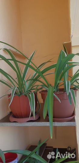 Хлорофитум