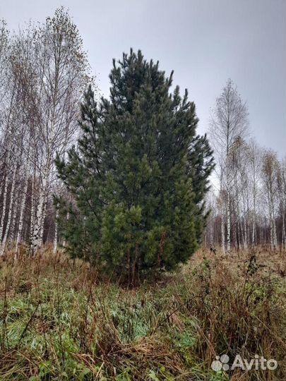 Саженцы кедра