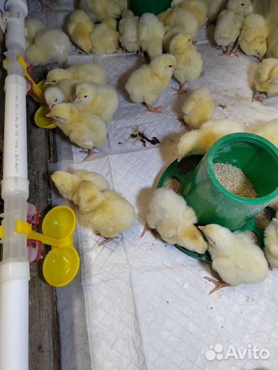 Бройлер цыплята 27.05, утята,Мараны, Перепел