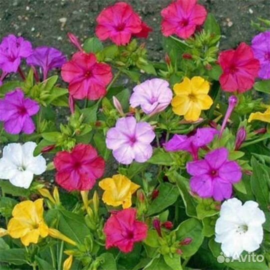 Мирабилис (семена)