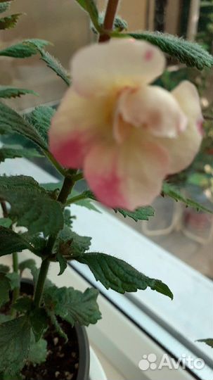 Ахименессы