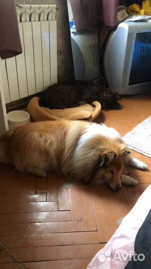 Передержка собак,догситтер,Приморская