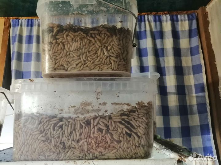 Яйца иЛичинки (Чёрной Львинки)