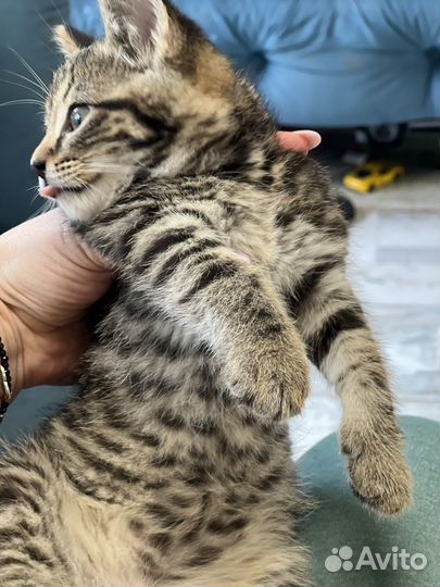 Умные котятки