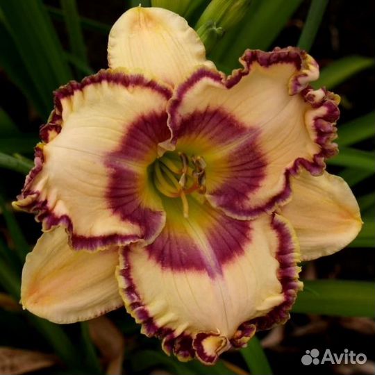 Лилейники сортовые