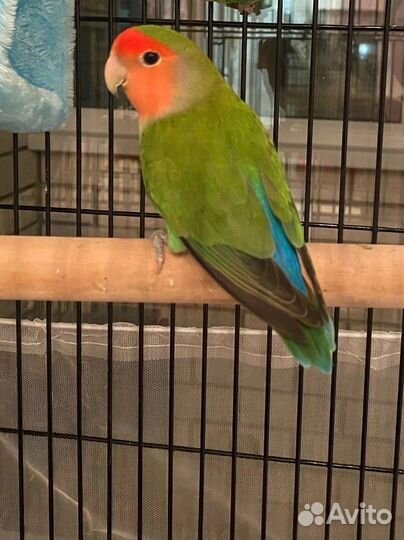 Попугай неразлучник с клеткой