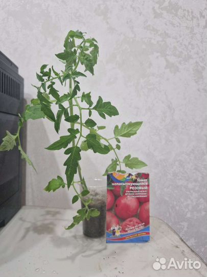 Рассада помидор