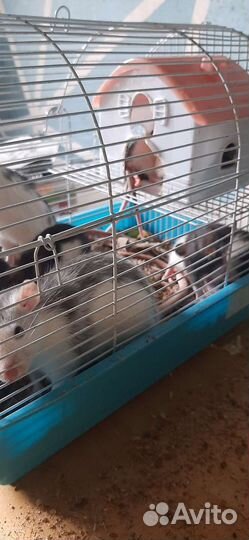 Декоративная крыса