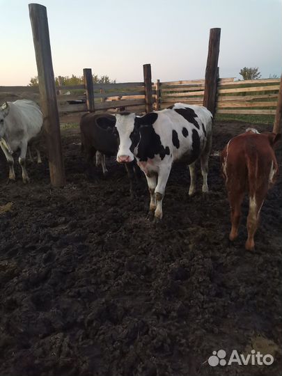 Тёлочки голштины