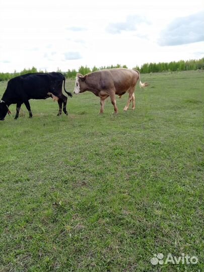 Продажа быков