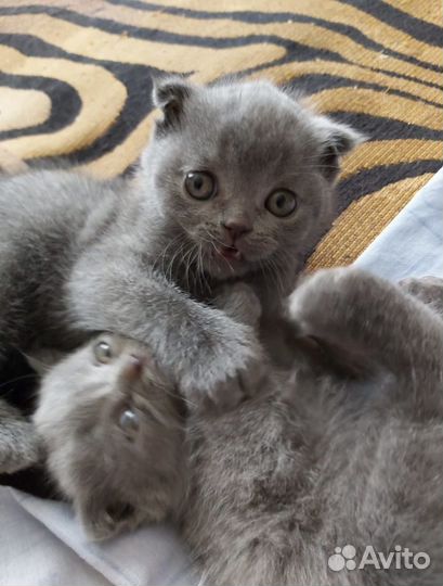 Котенок шотландский вислоухий
