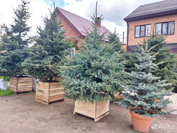 Ель голубая елка живая Глаука Премиум