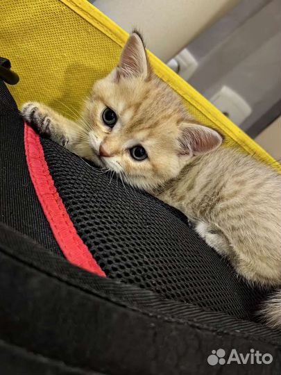 Британские котята