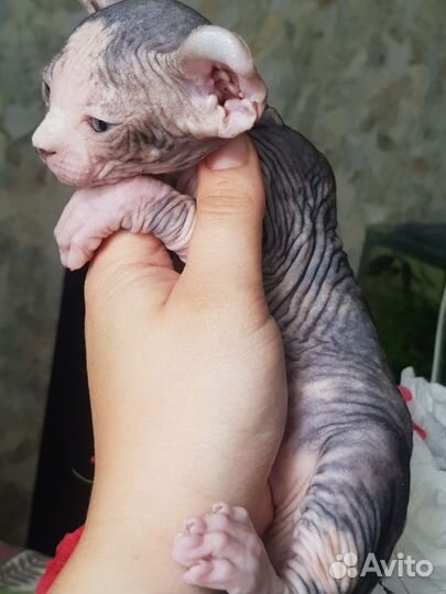 Сфинкс двэльф