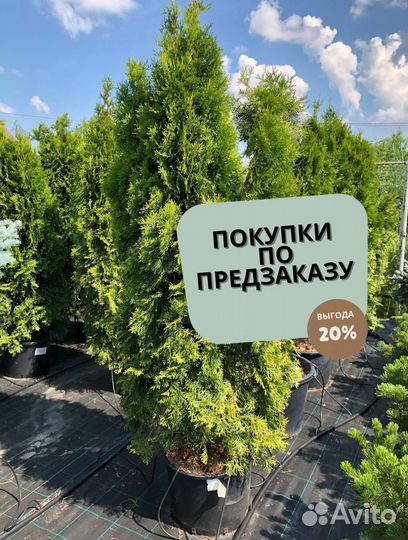 Туя Колумна Западная 1,4-1,6 м