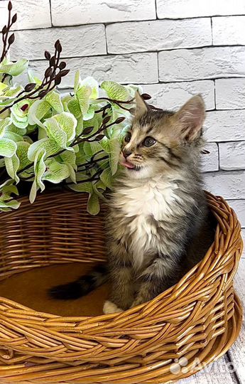 Рея ищет дом