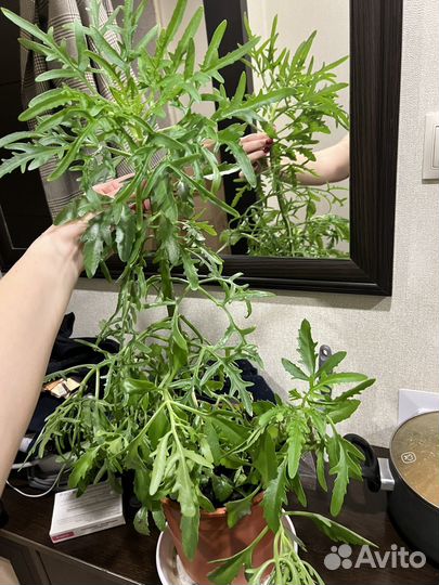 Цветок Платицериум(оленьи рога)