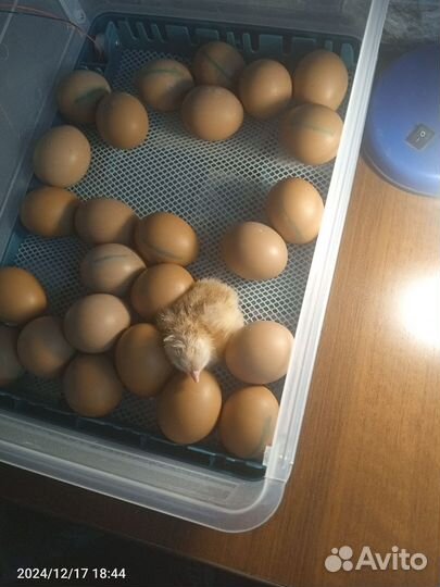 Инкубатор для яиц автоматический