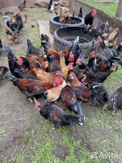 Карликовый петух