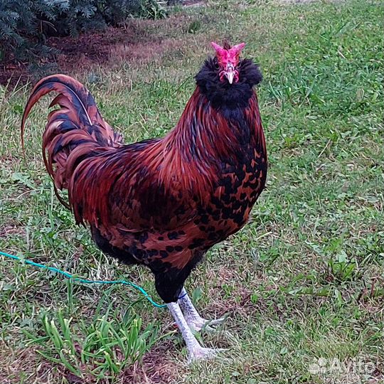 Петух Эйленбарт