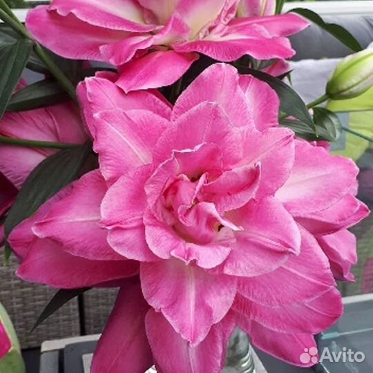 Лилии махровые и трубчатые