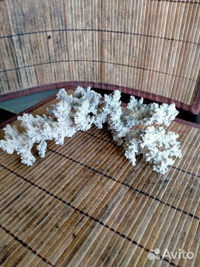 Коралловая ветка