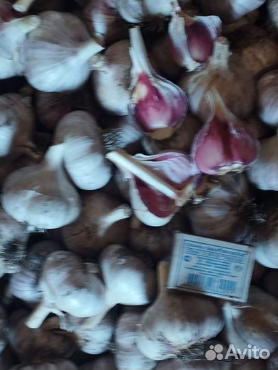 Продаю чеснок