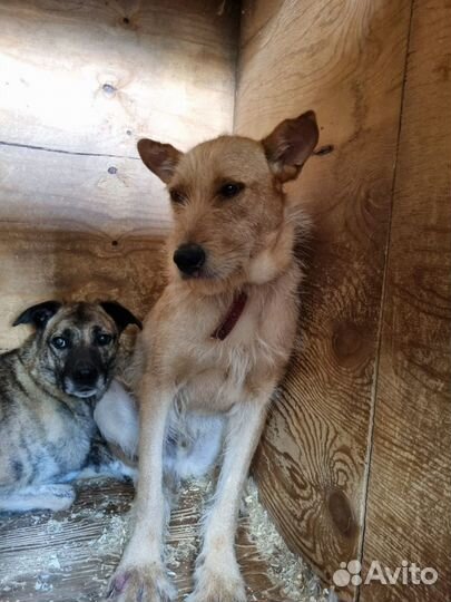 Собака в добрые руки