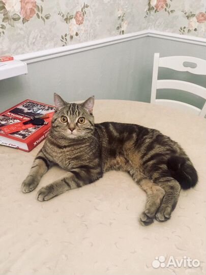 Вязка Шотландский кот