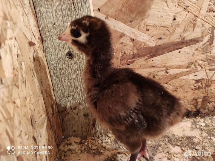 Индюшата 6шт