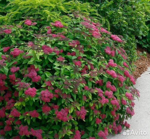 Спирея японская