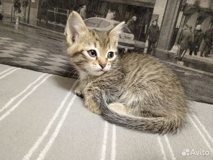 Котята отдам даром
