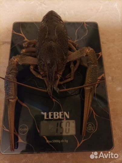 Продам живые раки