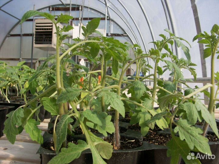 Рассада огурцов,кабачков, тыквы, томатов, цветов