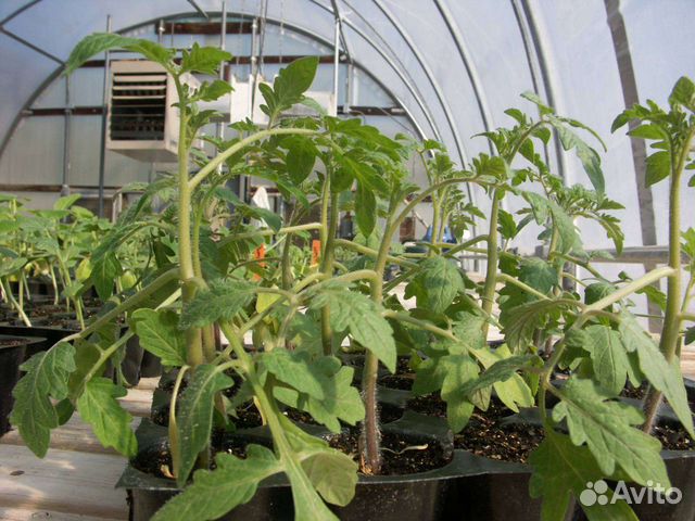 Рассада огурцов,кабачков, тыквы, томатов, цветов