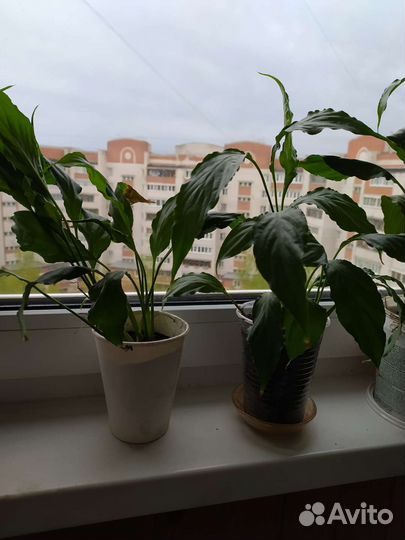 Спатифиллум