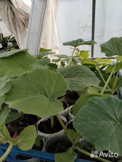 Рассада:томат,перец,огурцы