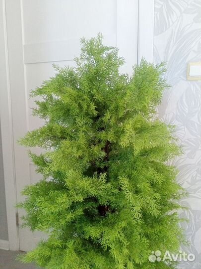 Кипарис