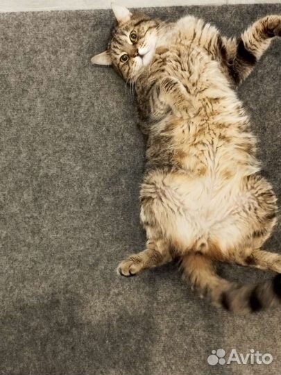 Кот Вася в добрые руки