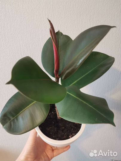 Фикус эластика 30 см