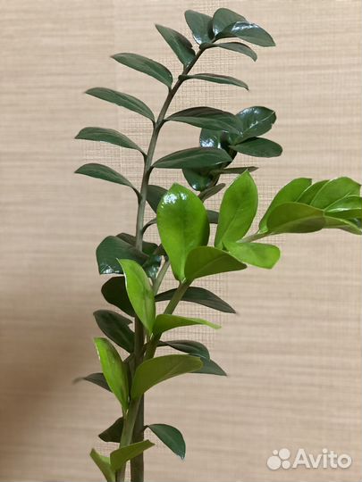 Замиокулькас вариегатный