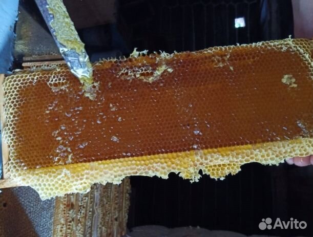 Мед 2024 года из Алтая опт