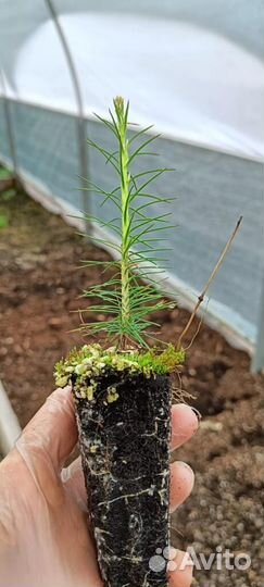 Саженцы ели европейской зкс от производителя