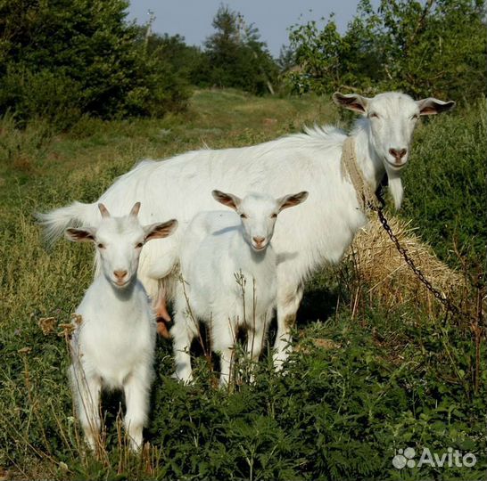Козы