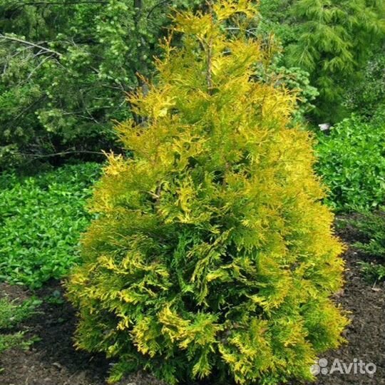 Саженцы хвойных