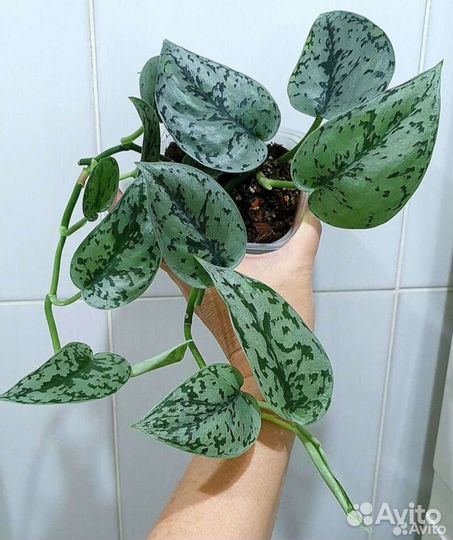 Сциндапсусы сортовые