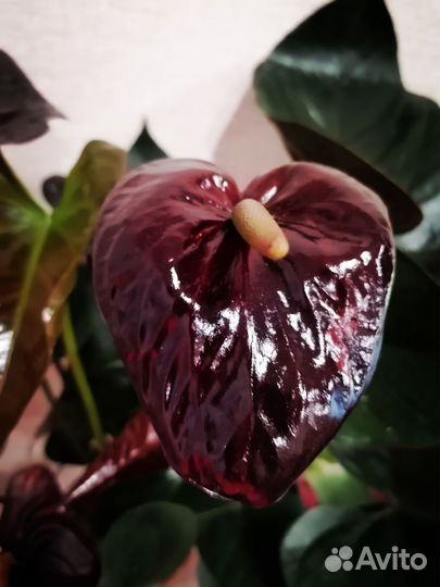 Антуриум Джамбо блэк
