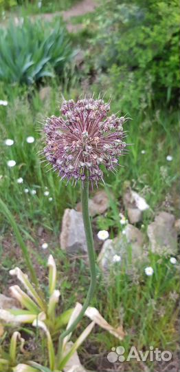 Цветы для сада